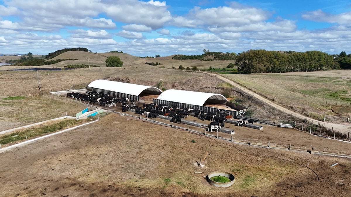 12m x 100ft container shelter over a standoff pad on a Waikato dairy farm